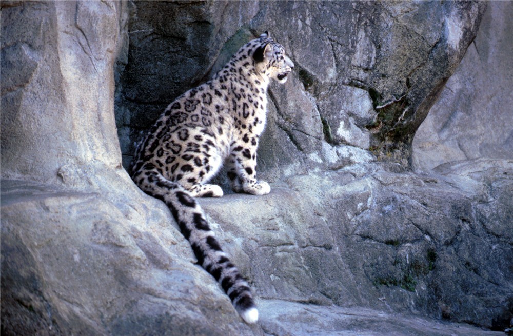Unze Leopard Großkat Jaguar mit Tierkind am See Puzzle 500 Teile Dschungel 