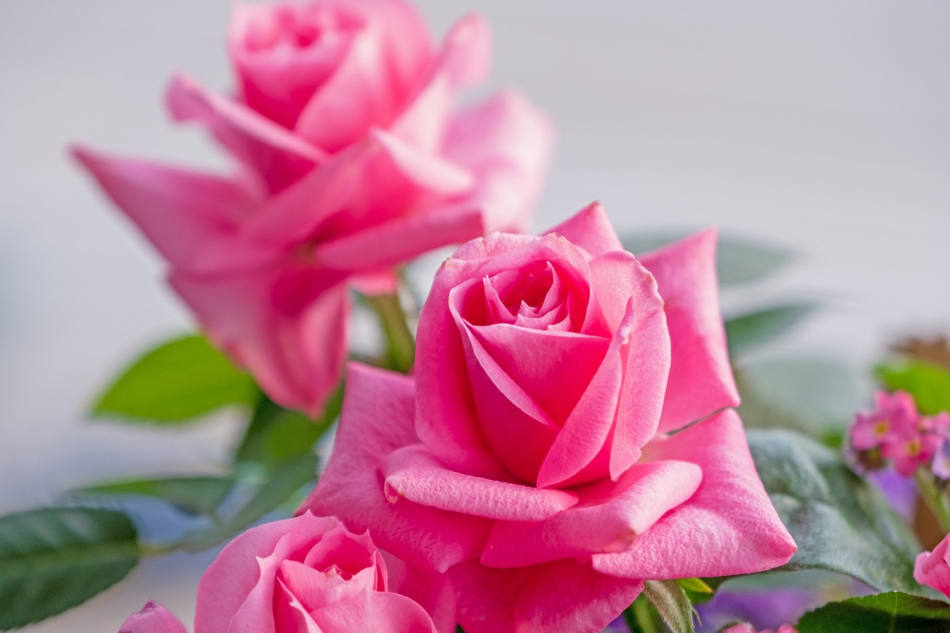 Two Pink Roses jigsaw puzzle | I'm a Puzzle