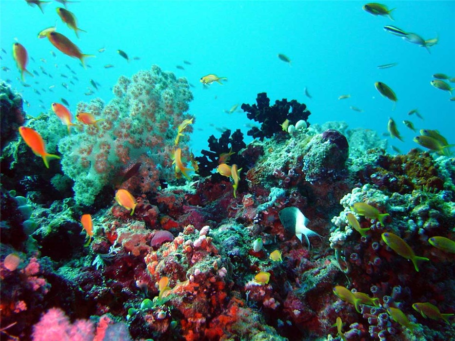 Underwater Environment jigsaw puzzle | I'm a Puzzle